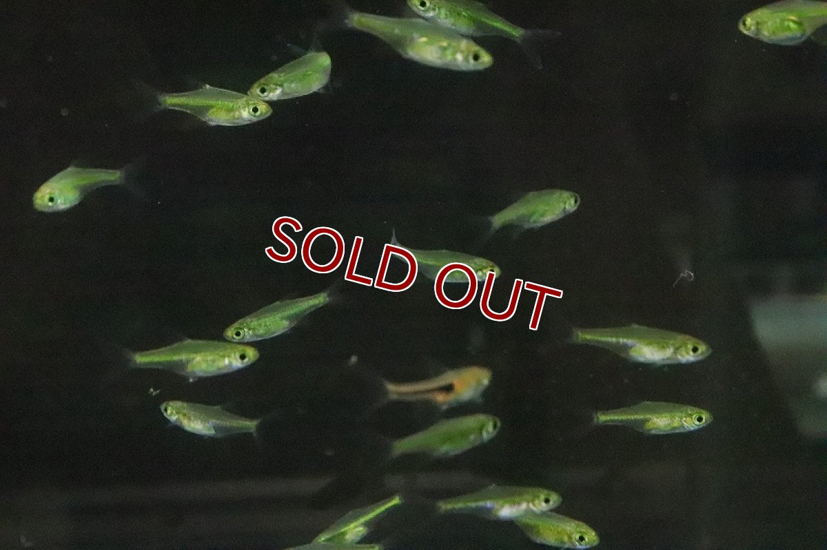 画像2: 【淡水魚】XLサイズ ミクロラスボラ ブルーネオン【１匹 サンプル画像】(コイ科)(生体)(淡水)ＮＫ (2)