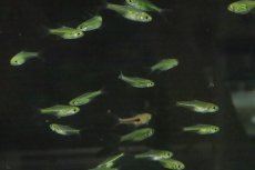 画像2: 【淡水魚】【通販】XLサイズ ミクロラスボラ ブルーネオン【１匹 サンプル画像】(コイ科)(生体)(淡水)ＮＫ (2)