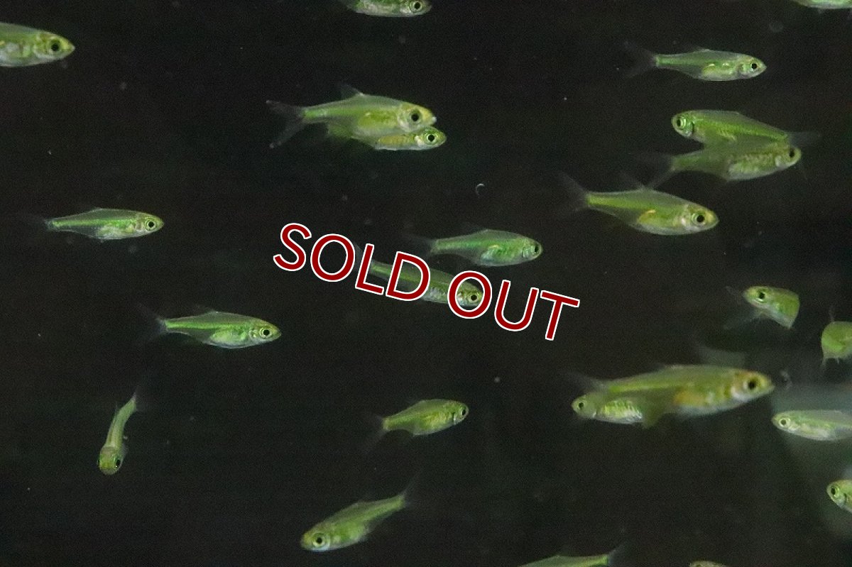 画像3: 【淡水魚】XLサイズ ミクロラスボラ ブルーネオン【１匹 サンプル画像】(コイ科)(生体)(淡水)ＮＫ (3)