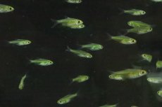 画像3: 【淡水魚】【通販】XLサイズ ミクロラスボラ ブルーネオン【１匹 サンプル画像】(コイ科)(生体)(淡水)ＮＫ (3)