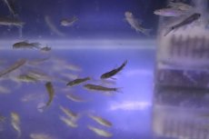 画像2: 【淡水魚】【通販】ガラルファ(ドクターフィッシュ)【1匹 サンプル画像】(コイ科)(生体)(熱帯魚)NK (2)