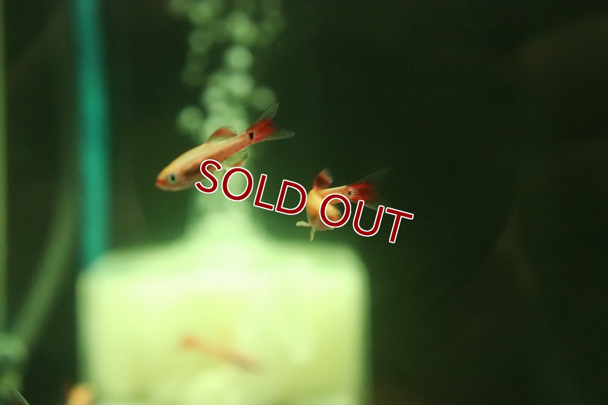 画像2: 【淡水魚】ロングフィン ゴールデンアカヒレ【1匹 サンプル画像】(コイ科)(生体)(熱帯魚)NK (2)