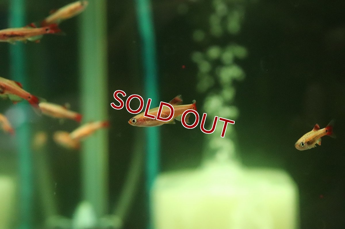 画像3: 【淡水魚】ロングフィン ゴールデンアカヒレ【1匹 サンプル画像】(コイ科)(生体)(熱帯魚)NK (3)