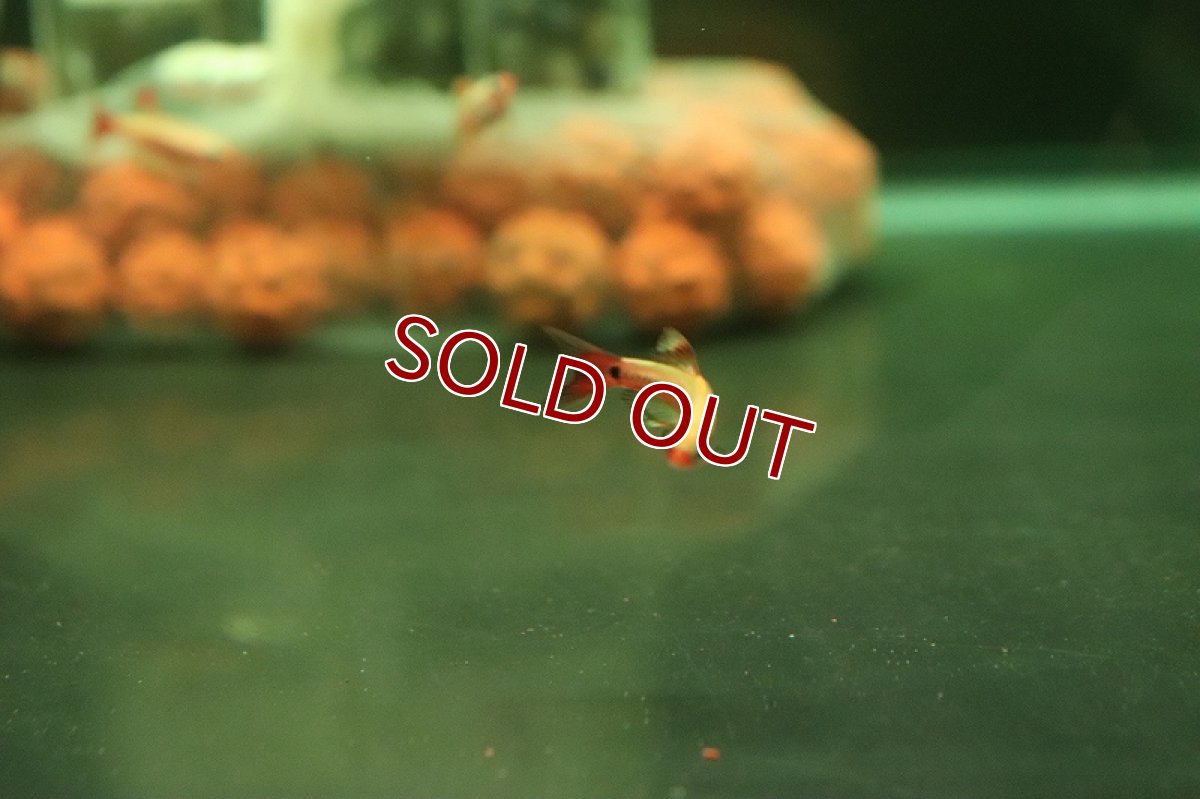 画像4: 【淡水魚】ロングフィン ゴールデンアカヒレ【1匹 サンプル画像】(コイ科)(生体)(熱帯魚)NK (4)