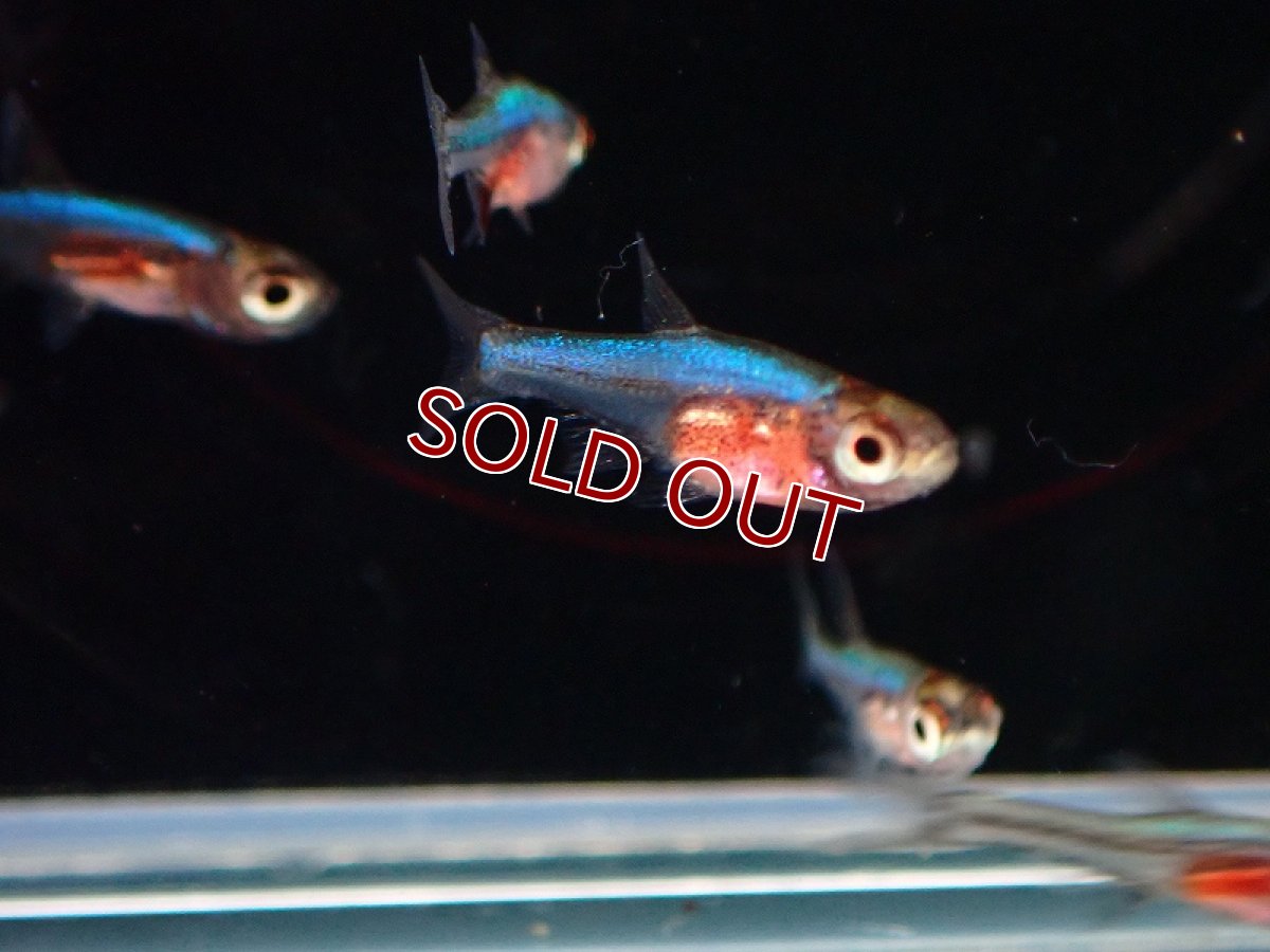 画像2: 【淡水魚】【通販】ラスボラ アクセルロディ ブルー【1匹 サンプル画像】（生体）（熱帯魚）NK (2)