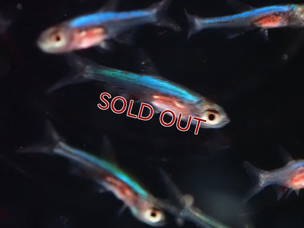 画像3: 【淡水魚】【通販】ラスボラ アクセルロディ ブルー【1匹 サンプル画像】（生体）（熱帯魚）NK (3)