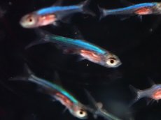 画像3: 【淡水魚】【通販】ラスボラ アクセルロディ ブルー【1匹 サンプル画像】（生体）（熱帯魚）NK (3)