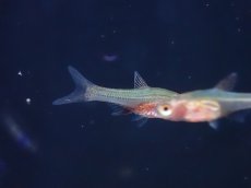 画像2: 【淡水魚】【通販】ラスボラ アクセルロディ レッド【1匹 サンプル画像】（コイ科）（生体）（熱帯魚）NK (2)