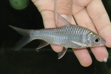 画像1: 【淡水魚】【通販】大特価 スレンダージャイアントイエローフィンバルブ【1匹 サンプル画像】(±11-12cm)（大型魚）（生体）（熱帯魚）NKO (1)
