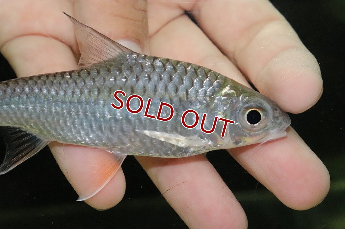 画像2: 【淡水魚】大特価 スレンダージャイアントイエローフィンバルブ【1匹 サンプル画像】(±11-12cm)（大型魚）（生体）（熱帯魚）NKO (2)