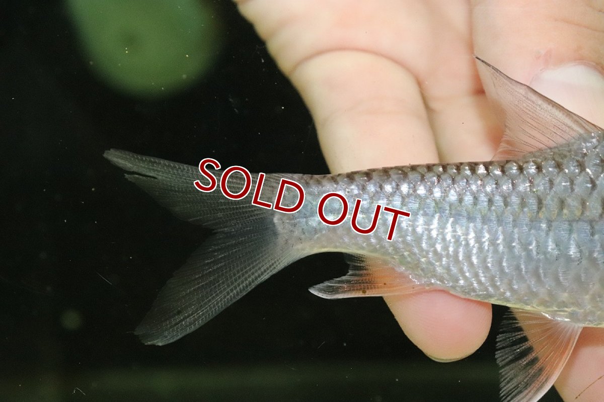 画像3: 【淡水魚】大特価 スレンダージャイアントイエローフィンバルブ【1匹 サンプル画像】(±11-12cm)（大型魚）（生体）（熱帯魚）NKO (3)