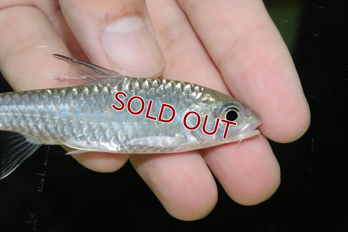 画像2: 【淡水魚】スピードキング【1匹 サンプル画像】(±7-9cm)（大型魚）（生体）（熱帯魚）NKO (2)