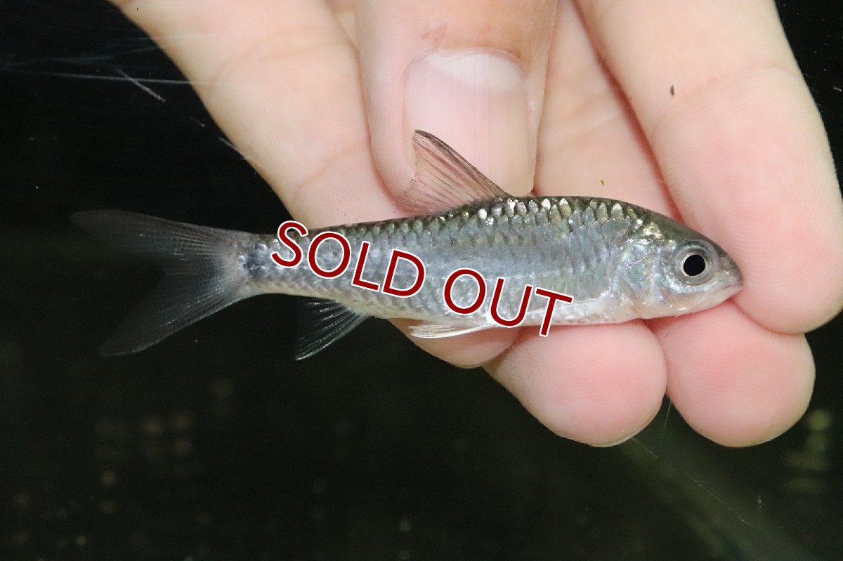 画像3: 【淡水魚】スピードキング【1匹 サンプル画像】(±7-9cm)（大型魚）（生体）（熱帯魚）NKO (3)