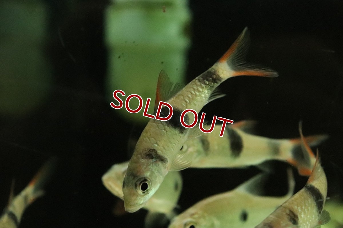 画像2: 【淡水魚】ハンパラ サラウィエンシス【1匹 サンプル画像】(±6-8cm)（大型魚）（生体）（熱帯魚）NKO (2)