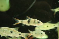 画像3: 【淡水魚】【通販】ハンパラ サラウィエンシス【1匹 サンプル画像】(±6-8cm)（大型魚）（生体）（熱帯魚）NKO (3)