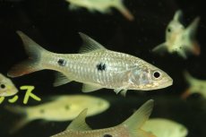 画像1: 【淡水魚】【通販】ハンパラ アンパロング【1匹 サンプル画像】(±6-8cm)（大型魚）（生体）（熱帯魚）NKO (1)