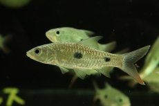 画像2: 【淡水魚】【通販】ハンパラ アンパロング【1匹 サンプル画像】(±6-8cm)（大型魚）（生体）（熱帯魚）NKO (2)