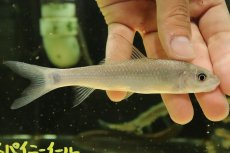 画像1: 【淡水魚】【通販】バンガナドルフィンカープ【1匹 サンプル画像】(±13-15cm)（大型魚）（生体）（熱帯魚）NKO (1)