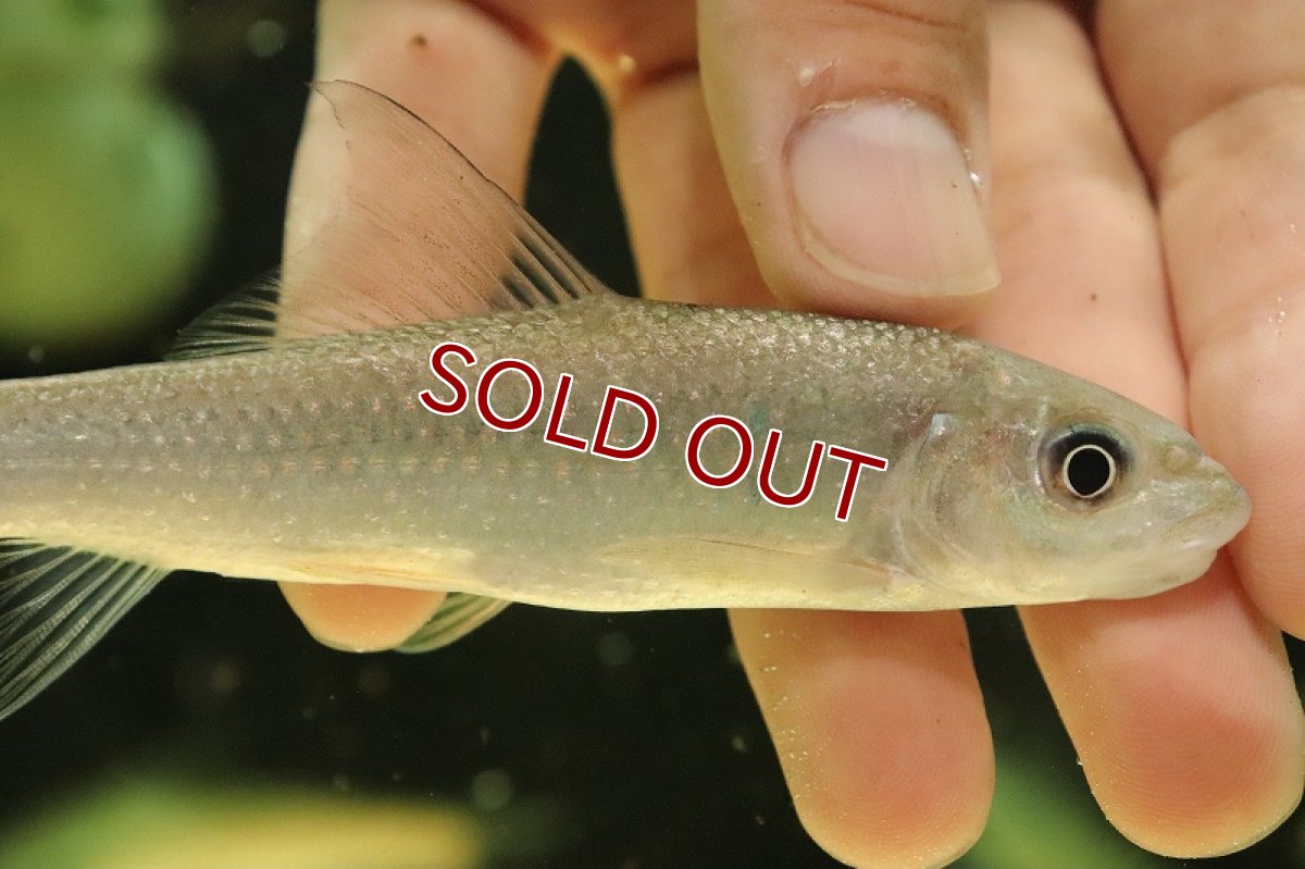 画像2: 【淡水魚】バンガナドルフィンカープ【1匹 サンプル画像】(±13-15cm)（大型魚）（生体）（熱帯魚）NKO (2)