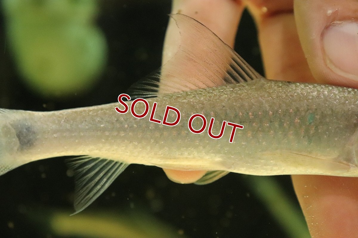 画像3: 【淡水魚】バンガナドルフィンカープ【1匹 サンプル画像】(±13-15cm)（大型魚）（生体）（熱帯魚）NKO (3)