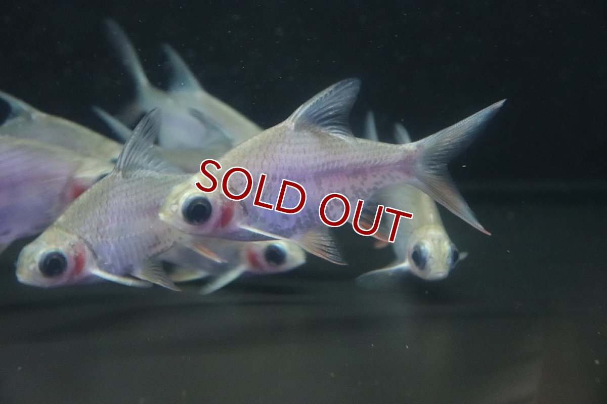 画像2: 【淡水魚】激安 大きめ ゴーストレッドフィンバルブ【1匹 サンプル画像】(±8-10cm)（大型魚）（生体）（熱帯魚）NKO (2)