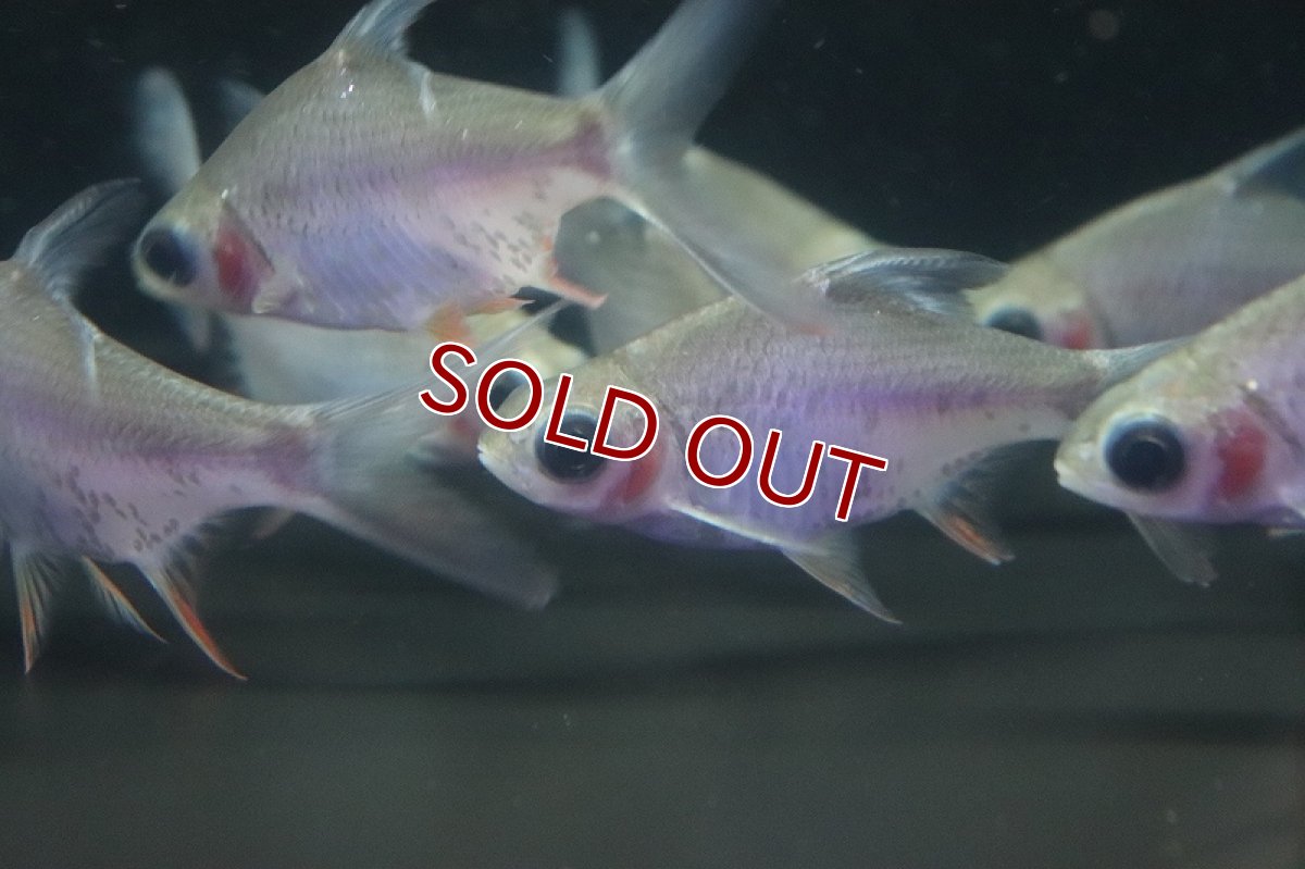 画像3: 【淡水魚】激安 大きめ ゴーストレッドフィンバルブ【1匹 サンプル画像】(±8-10cm)（大型魚）（生体）（熱帯魚）NKO (3)