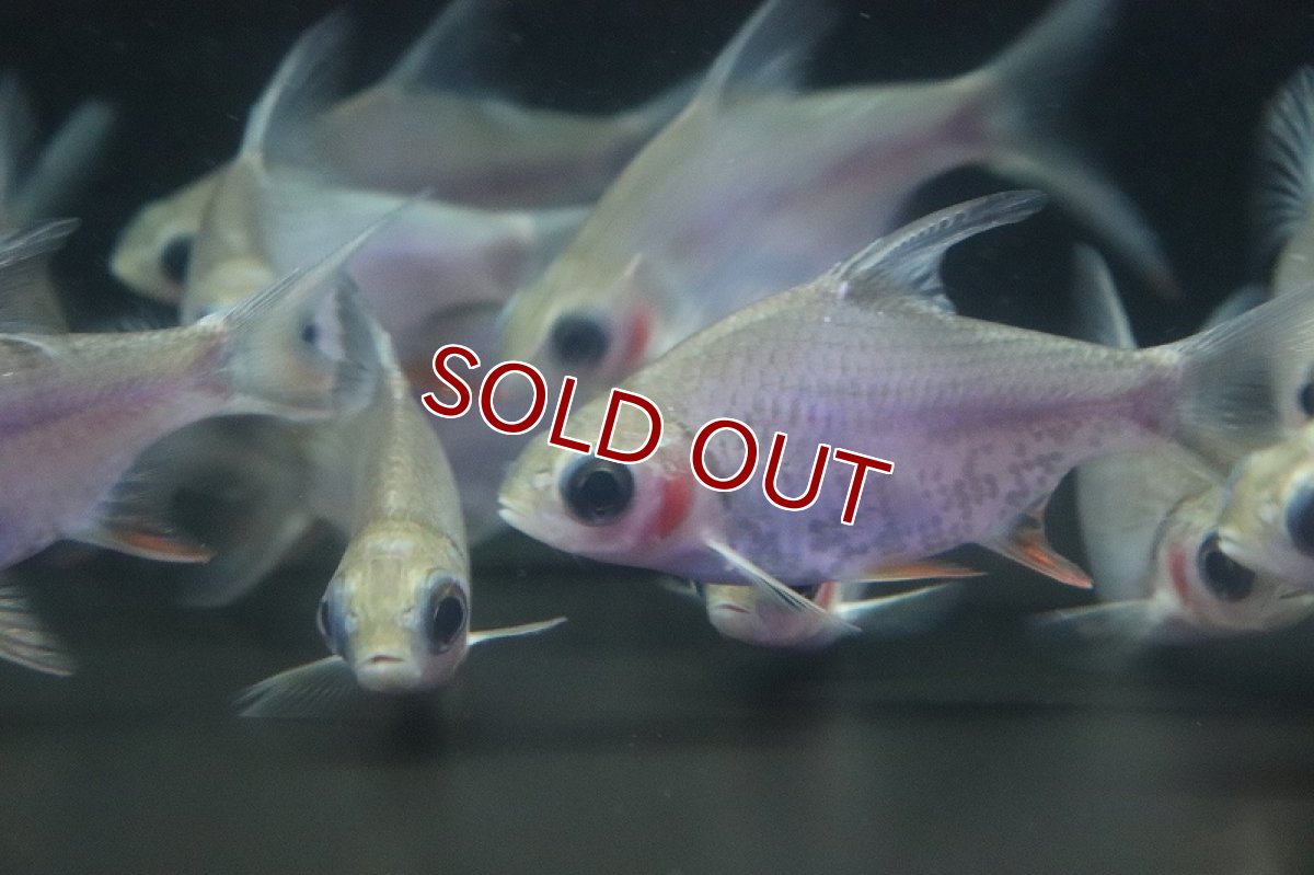 画像4: 【淡水魚】激安 大きめ ゴーストレッドフィンバルブ【1匹 サンプル画像】(±8-10cm)（大型魚）（生体）（熱帯魚）NKO (4)