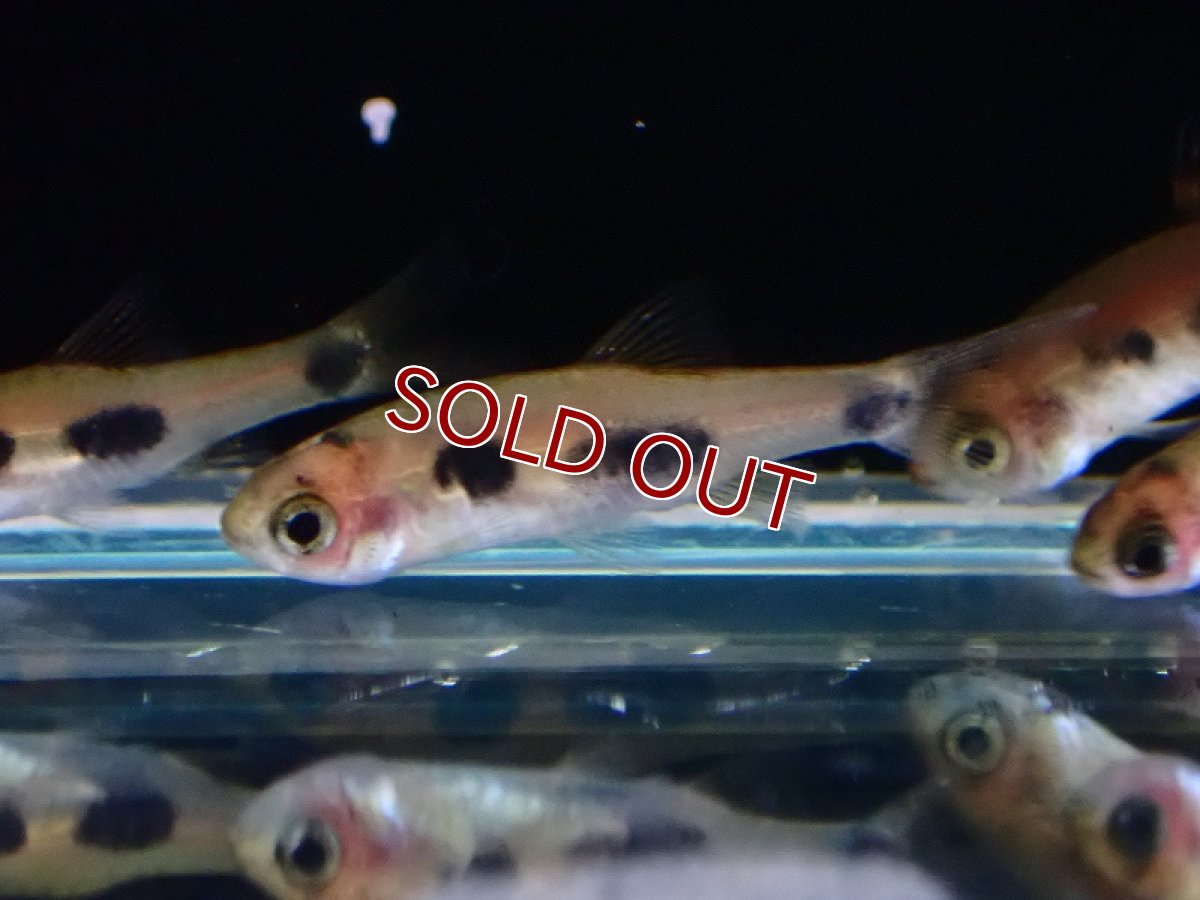 画像2: 【淡水魚】レア種 バタフライバルブ ワイルド【1匹 サンプル画像】（コイ科）（生体）（熱帯魚）NK (2)