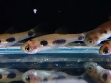 画像2: 【淡水魚】【通販】レア種 バタフライバルブ ワイルド【1匹 サンプル画像】（コイ科）（生体）（熱帯魚）NK (2)
