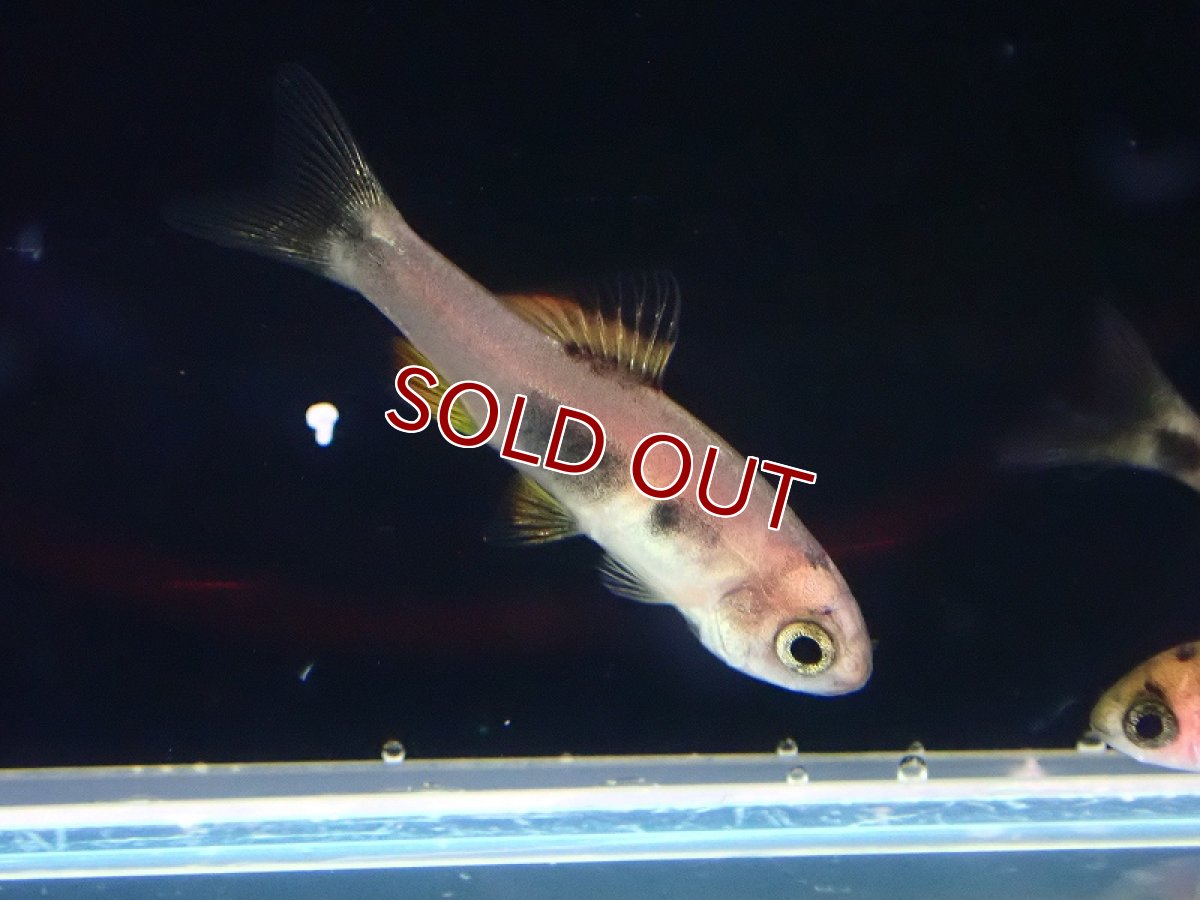 画像3: 【淡水魚】レア種 バタフライバルブ ワイルド【1匹 サンプル画像】（コイ科）（生体）（熱帯魚）NK (3)