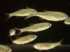 画像1: 【淡水魚】【通販】大特価 ブルースポットバリリウス【1匹 サンプル画像】(±5-7cm)（コイ科）（生体）（熱帯魚）NK (1)