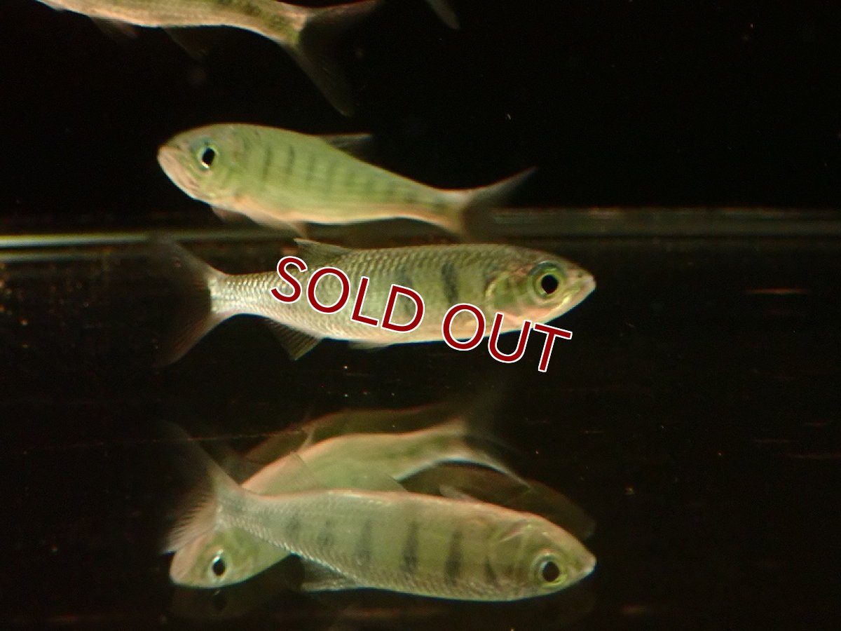 画像2: 【淡水魚】大特価 ブルースポットバリリウス【1匹 サンプル画像】(±5-7cm)（コイ科）（生体）（熱帯魚）NK (2)