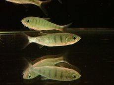 画像2: 【淡水魚】【通販】大特価 ブルースポットバリリウス【1匹 サンプル画像】(±5-7cm)（コイ科）（生体）（熱帯魚）NK (2)