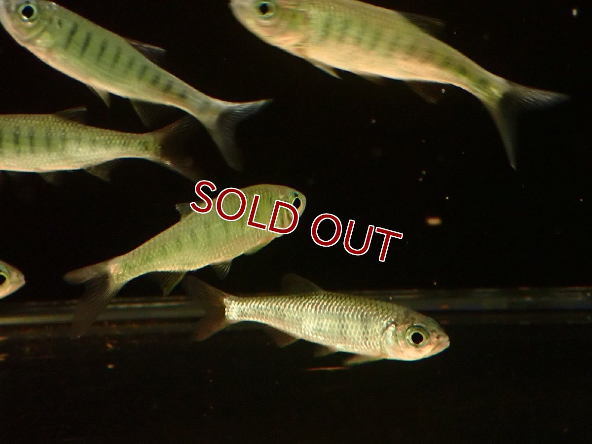 画像3: 【淡水魚】大特価 ブルースポットバリリウス【1匹 サンプル画像】(±5-7cm)（コイ科）（生体）（熱帯魚）NK (3)