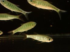 画像3: 【淡水魚】【通販】大特価 ブルースポットバリリウス【1匹 サンプル画像】(±5-7cm)（コイ科）（生体）（熱帯魚）NK (3)