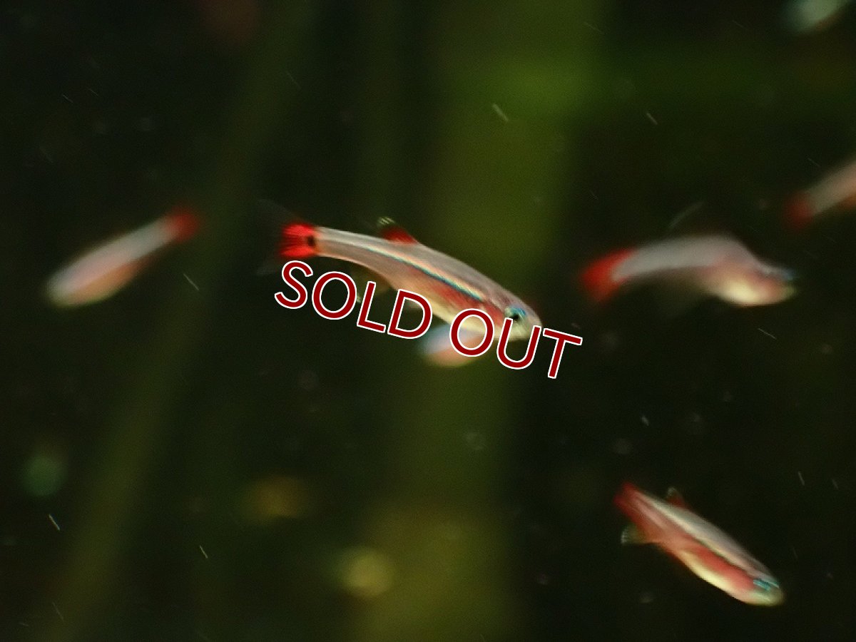 画像2: 【淡水魚】【通販】爆安 ロングフィンカージナルアカヒレ【1匹 サンプル画像】（コイ科）（生体）（熱帯魚）NK (2)