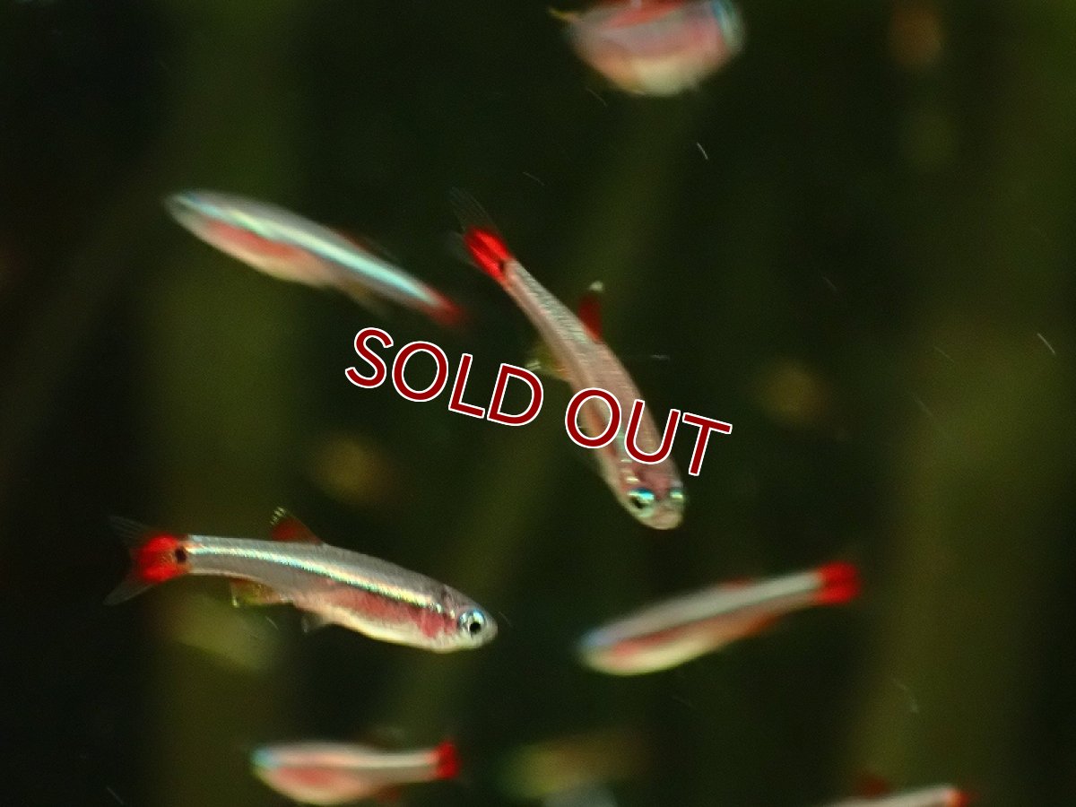 画像3: 【淡水魚】【通販】爆安 ロングフィンカージナルアカヒレ【1匹 サンプル画像】（コイ科）（生体）（熱帯魚）NK (3)