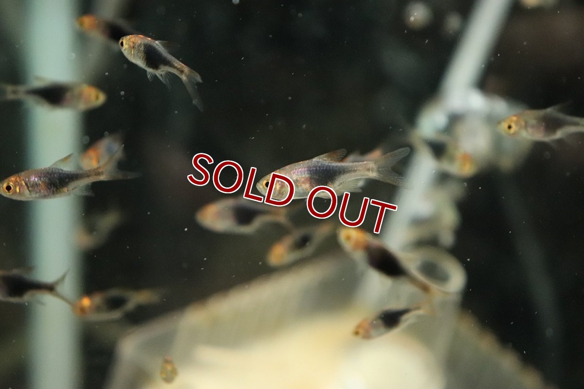 画像2: 【淡水魚】【通販】ラスボラ ヘテロモルファ プラチナブルー【1匹 サンプル画像】（コイ科）（生体）（熱帯魚）NK (2)