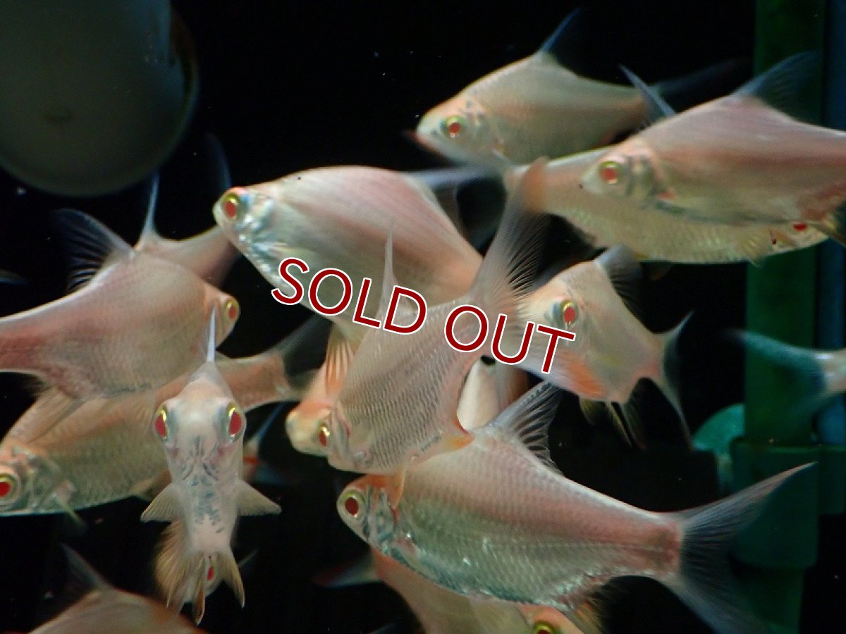 画像2: 【淡水魚】【通販】ゴールデンホイールバルブ【1匹 サンプル画像】（大型魚）（生体）（熱帯魚）NKO (2)