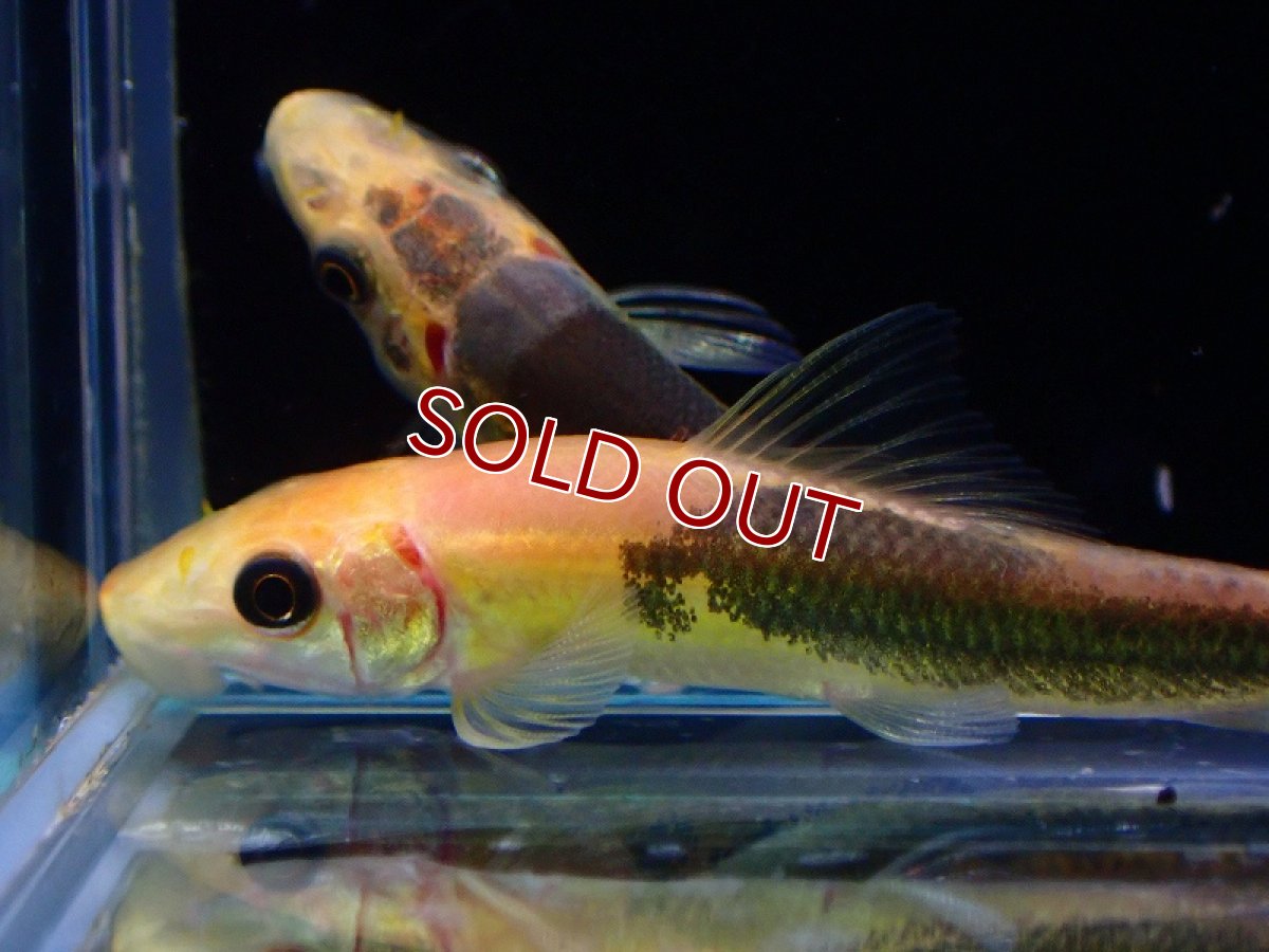 画像2: 【淡水魚】【通販】珍種 マーブル アールジーイーター【1匹 サンプル画像】（コイ科）（生体）（熱帯魚）NK (2)