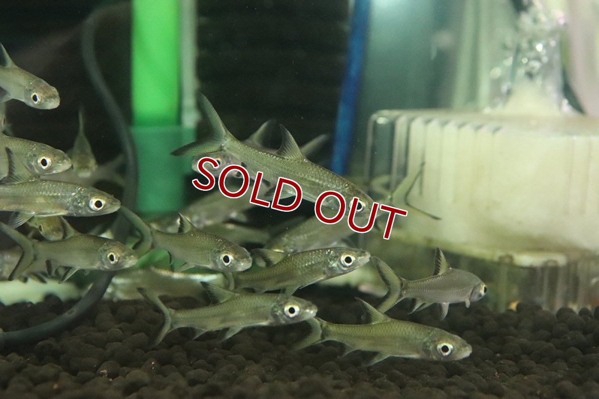 画像2: 【淡水魚】【通販】爆安 シルバーシャーク【1匹 サンプル画像】（コイ科）（生体）（熱帯魚）NK (2)