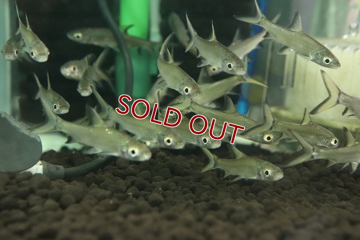 画像3: 【淡水魚】【通販】爆安 シルバーシャーク【1匹 サンプル画像】（コイ科）（生体）（熱帯魚）NK (3)