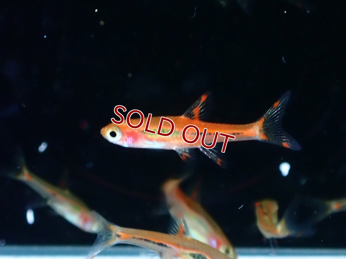 画像1: 【淡水魚】【通販】ボララス ブリジッタエ【1匹 サンプル画像】（コイ科）（生体）（熱帯魚）NK (1)