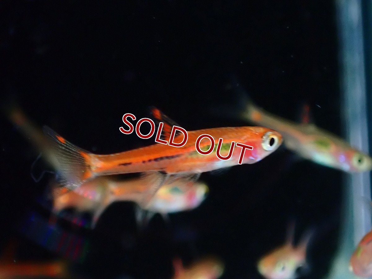 画像2: 【淡水魚】【通販】ボララス ブリジッタエ【1匹 サンプル画像】（コイ科）（生体）（熱帯魚）NK (2)