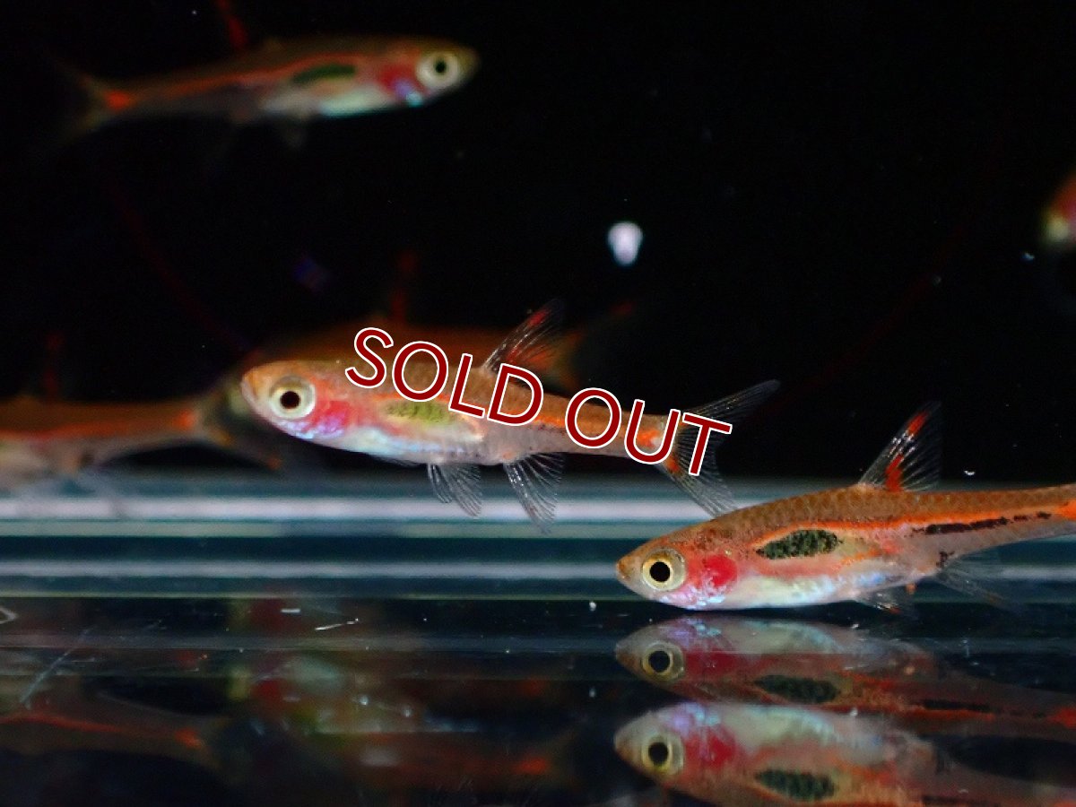 画像3: 【淡水魚】【通販】ボララス ブリジッタエ【1匹 サンプル画像】（コイ科）（生体）（熱帯魚）NK (3)