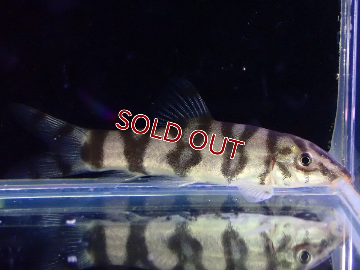 画像1: 【淡水魚】【通販】パキスタンローチ【１匹 サンプル画像】(コイ科)(生体)(熱帯魚)NK (1)