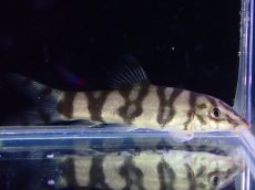 画像1: 【淡水魚】【通販】パキスタンローチ【１匹 サンプル画像】(コイ科)(生体)(熱帯魚)NK (1)