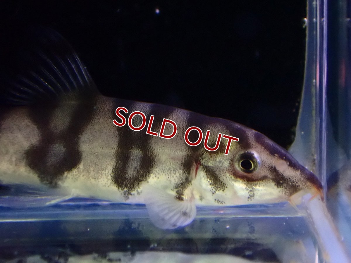 画像2: 【淡水魚】【通販】パキスタンローチ【１匹 サンプル画像】(コイ科)(生体)(熱帯魚)NK (2)