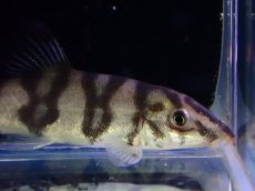 画像2: 【淡水魚】【通販】パキスタンローチ【１匹 サンプル画像】(コイ科)(生体)(熱帯魚)NK (2)