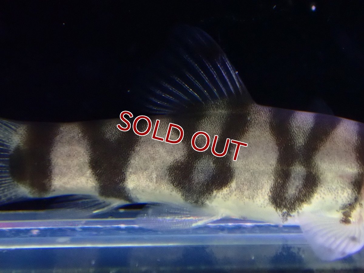 画像3: 【淡水魚】【通販】パキスタンローチ【１匹 サンプル画像】(コイ科)(生体)(熱帯魚)NK (3)